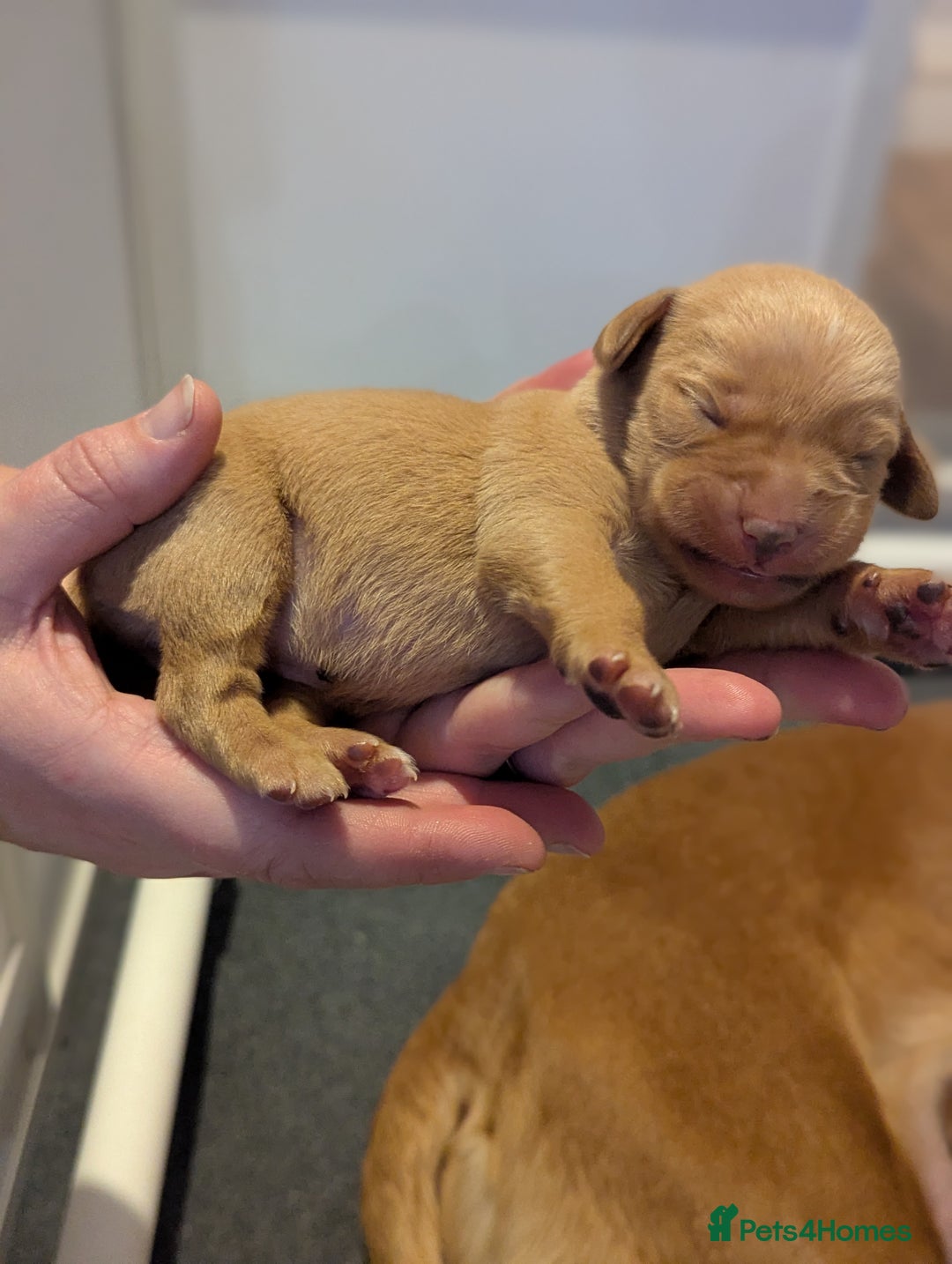 Labrador Retriever dogs for sale: Fox Red Working Labrador Retriever Puppies - Advert 7