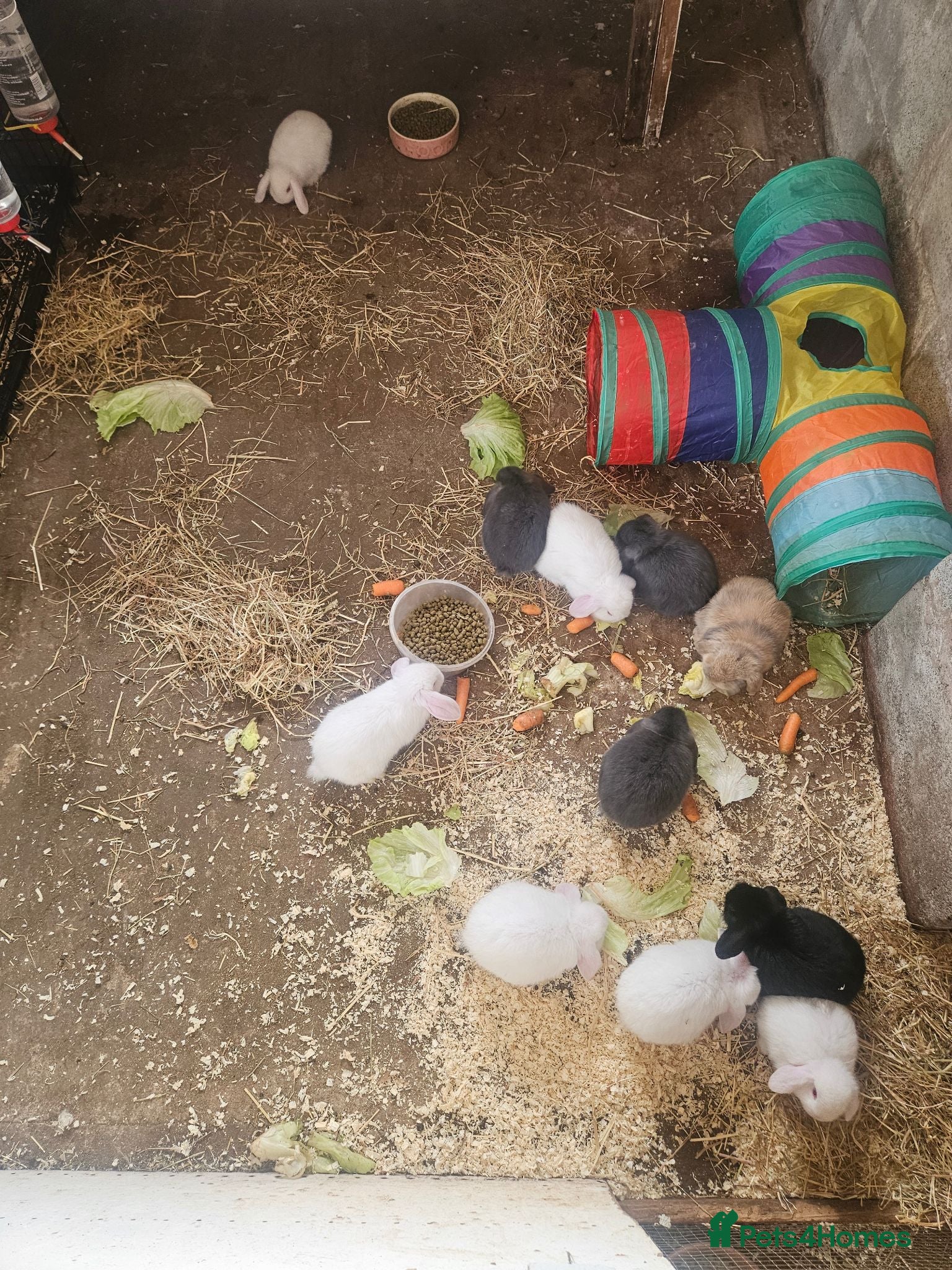 Mini Lop rabbits 🐰 Mini Lop Rabbits for Sale 🐰 - Advert 18