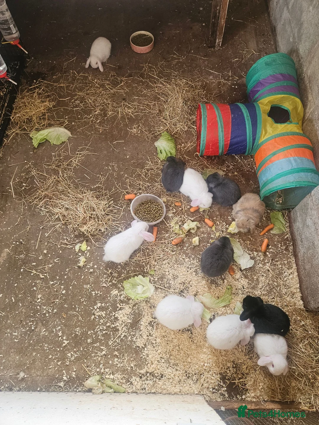 Mini Lop rabbits for sale: 🐰 Mini Lop Rabbits for Sale 🐰 - Advert 1