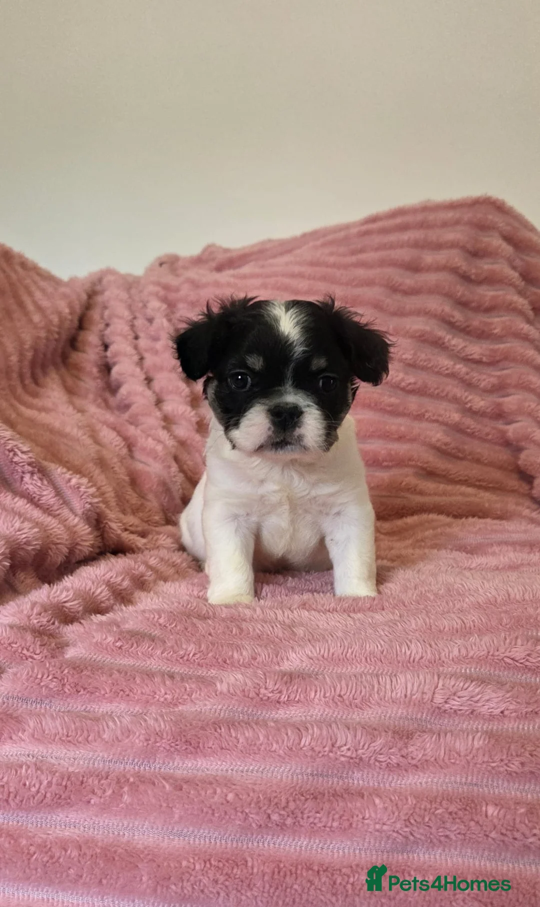 French Bulldog dogs for sale: Adorable fluffy floodle french bulldogs - Advert 6