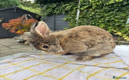 Lionhead rabbits for sale: Very special experienced home required  - Image 4
