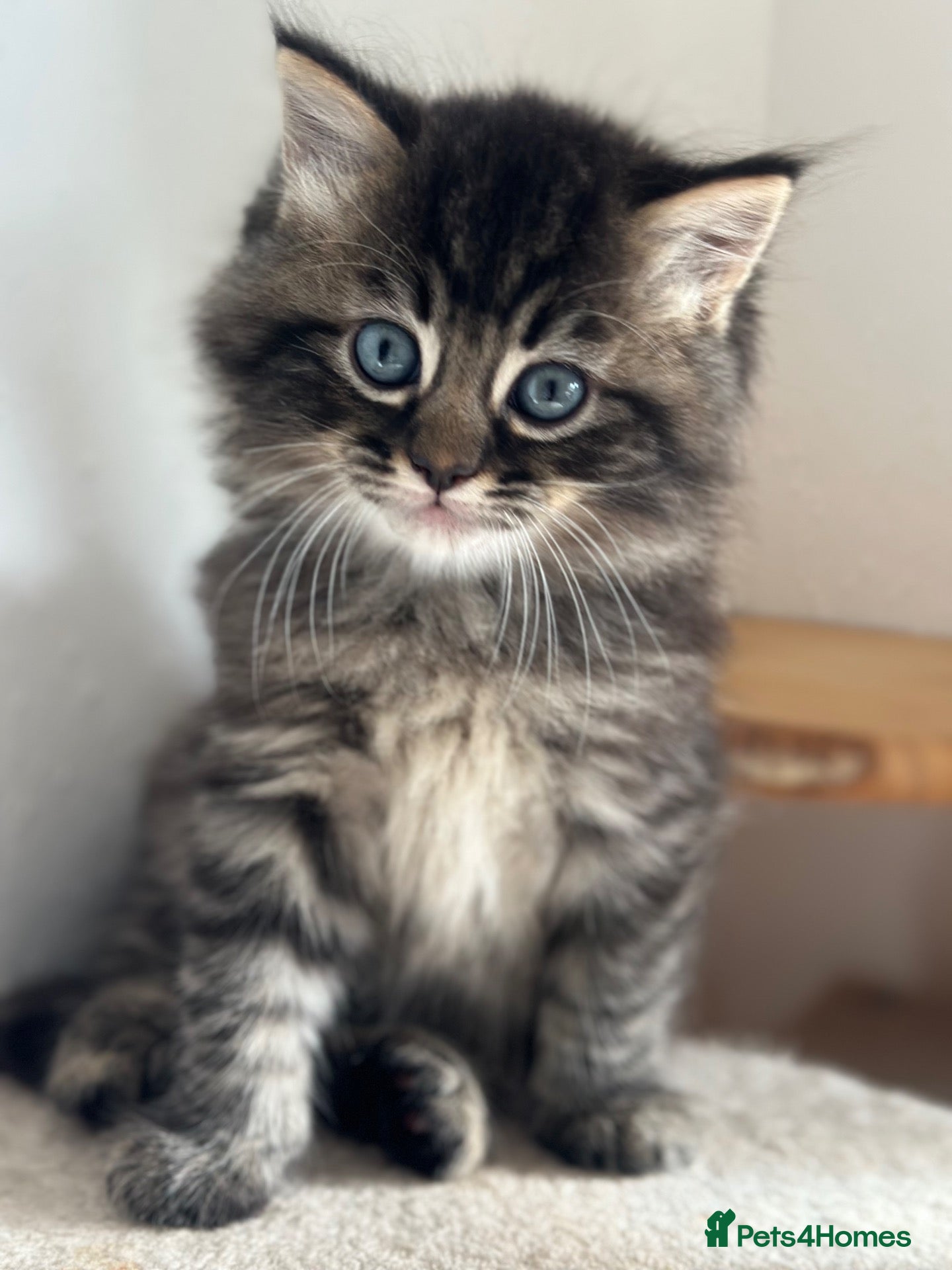 Persian cats FLUFFIEST PERSIAN-RAGDOLL KITTENS - Advert 18