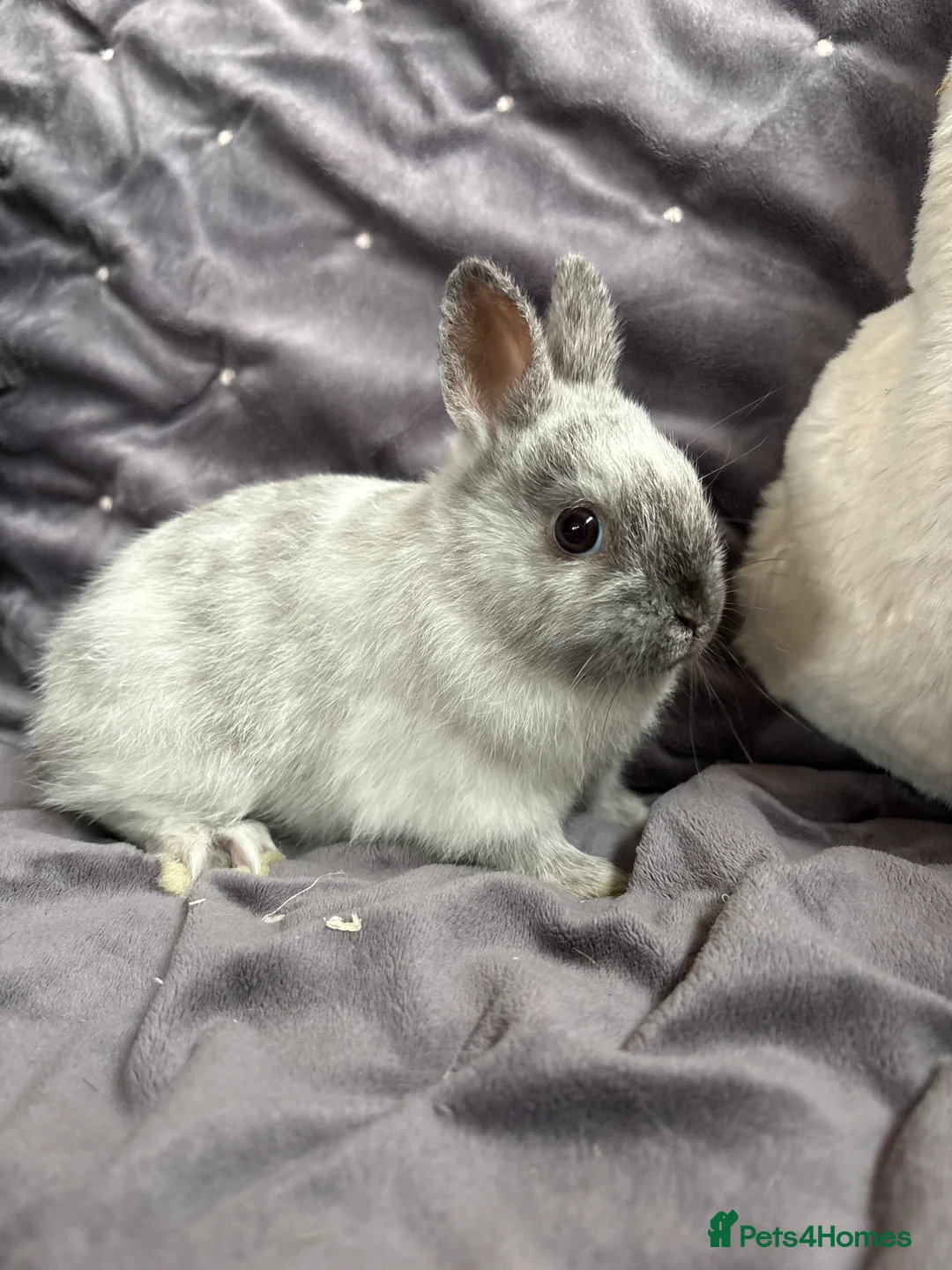 Netherland Dwarf rabbits for sale: Pure bred Netherland Dwarfs (vaccinated) - Advert 6