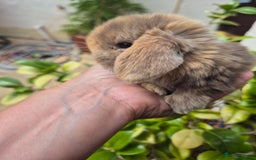 Mini Lop rabbits for sale: Beautifull  mini lops  - Image 4