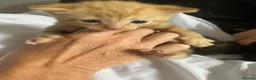 Mixed Breed cats for sale: Beautiful kittens  - Advert 6