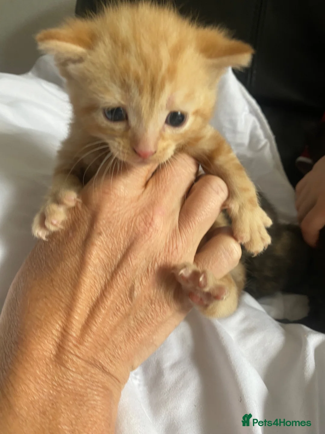 Mixed Breed cats for sale: Beautiful kittens  - Advert 6