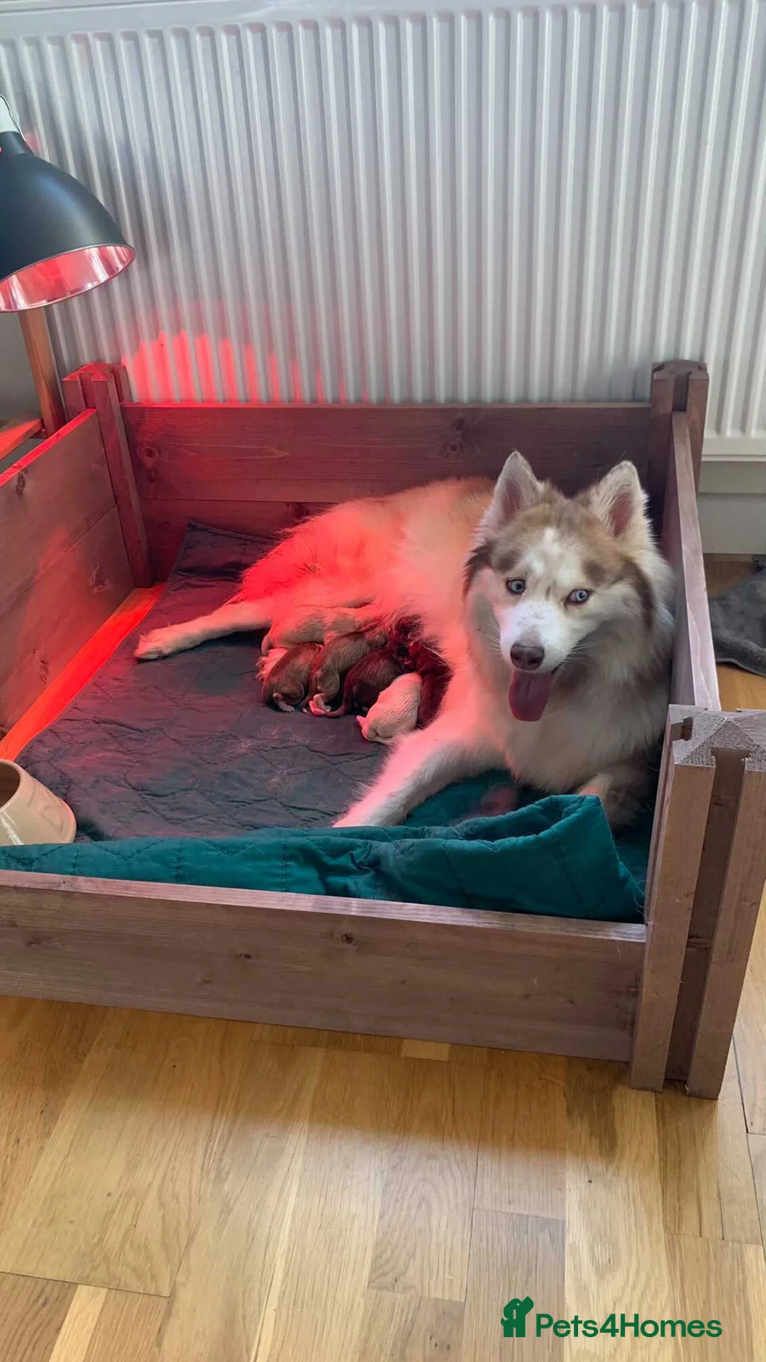 Pomsky dogs for stud: American Import Chocolate Pomsky for Stud in Ammanford - Advert 9