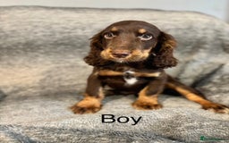 Cocker Spaniel dogs for sale: Cocker Spaniels Ready Now, Fully Vaccinated - Image 6