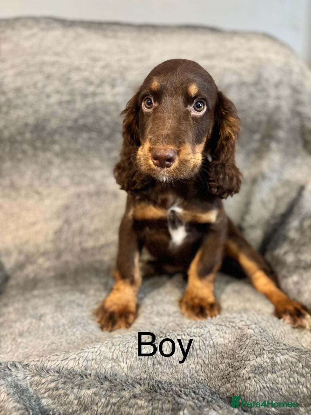 Cocker Spaniel dogs for sale: Cocker Spaniels Ready Now, Fully Vaccinated - Image 6