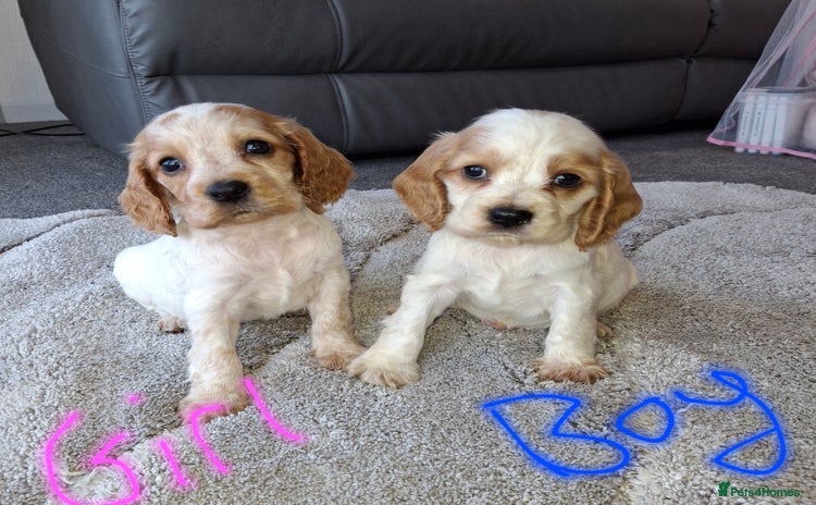 Cocker Spaniel dogs - Advert 4
