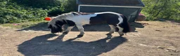 Irish Cob horses for sale: Mini cob gelding for sale  - Advert 3