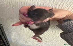 Rat rodents for sale: Fancy Siamese rats  - Advert 4