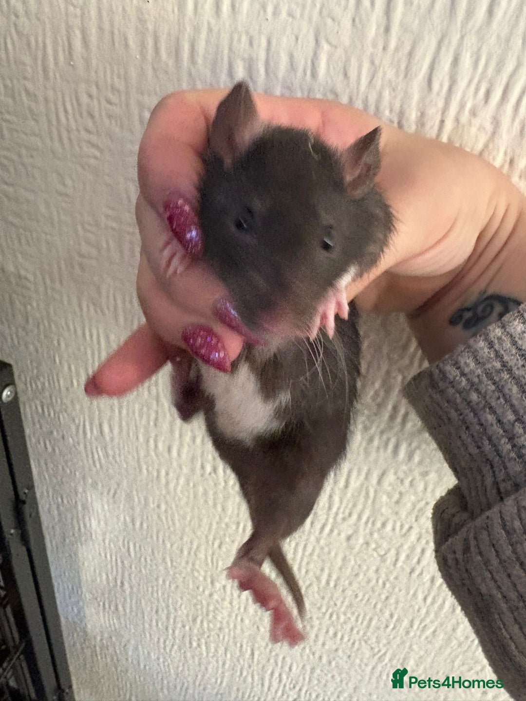 Rat rodents for sale: Fancy Siamese rats  - Advert 4