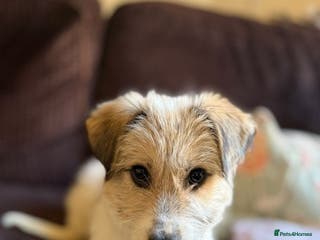 Mixed Breed dogs Pumpkin for adoption! - Advert 3