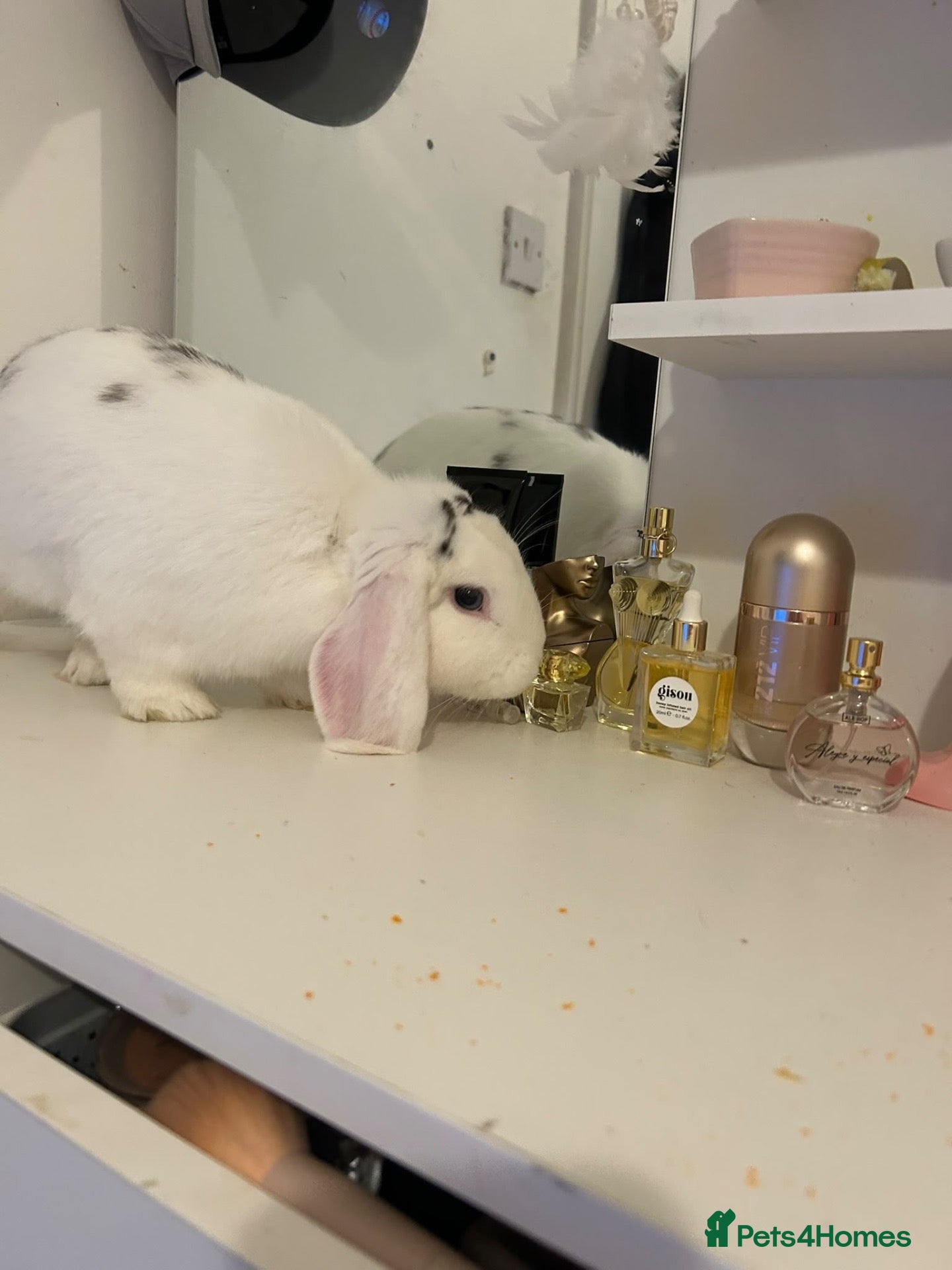 English Lop rabbits Indoor rabbit  - Advert 3