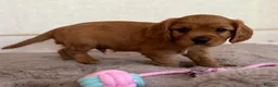 Cavalier King Charles Spaniel dogs for sale: Gorgeous Cavalier King Charles Puppies! - Advert 20