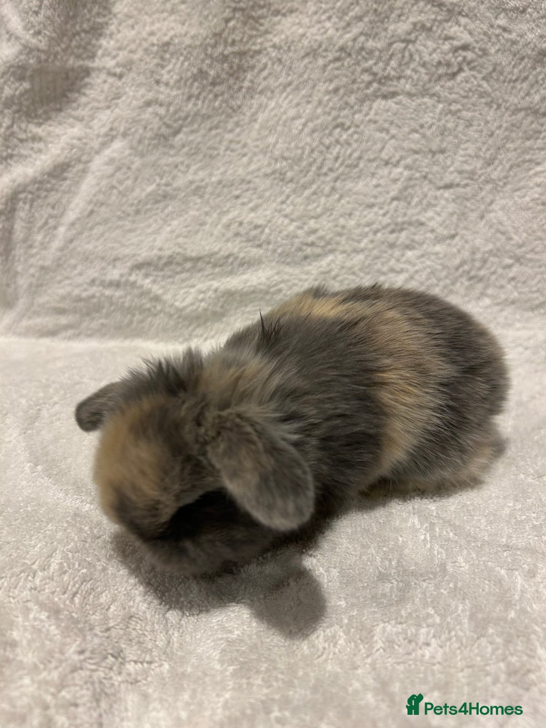 Mini Lop rabbits for sale: Pure Bred Mini Lop Baby Rabbits - Advert 6
