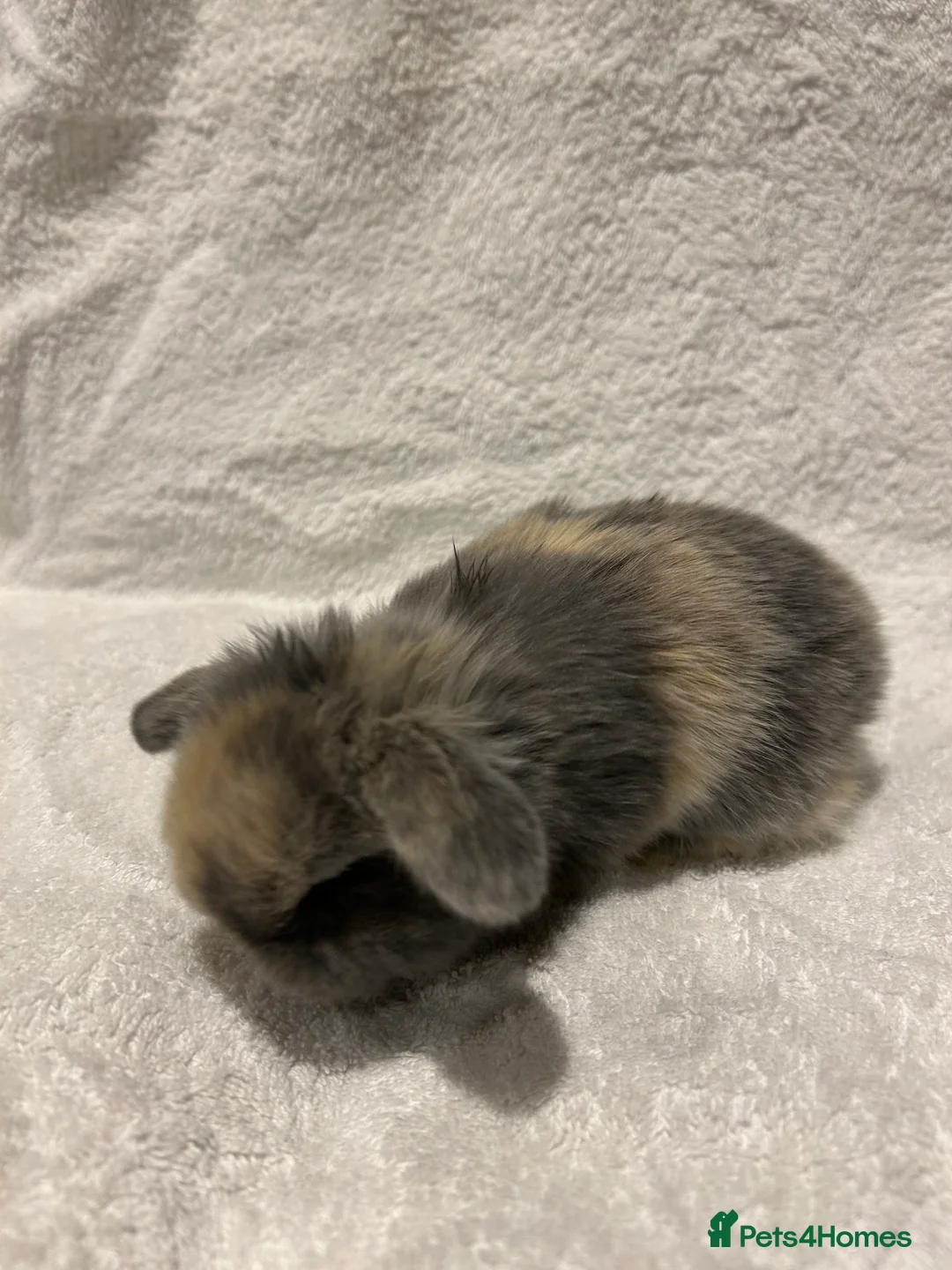 Mini Lop rabbits for sale: Pure Bred Mini Lop Baby Rabbits - Advert 6