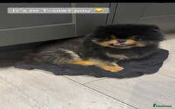 Pomeranian dogs for sale: *MINIATURE UNIQUE RARE tan toy Pomeranian boy 3yr* - Image 2