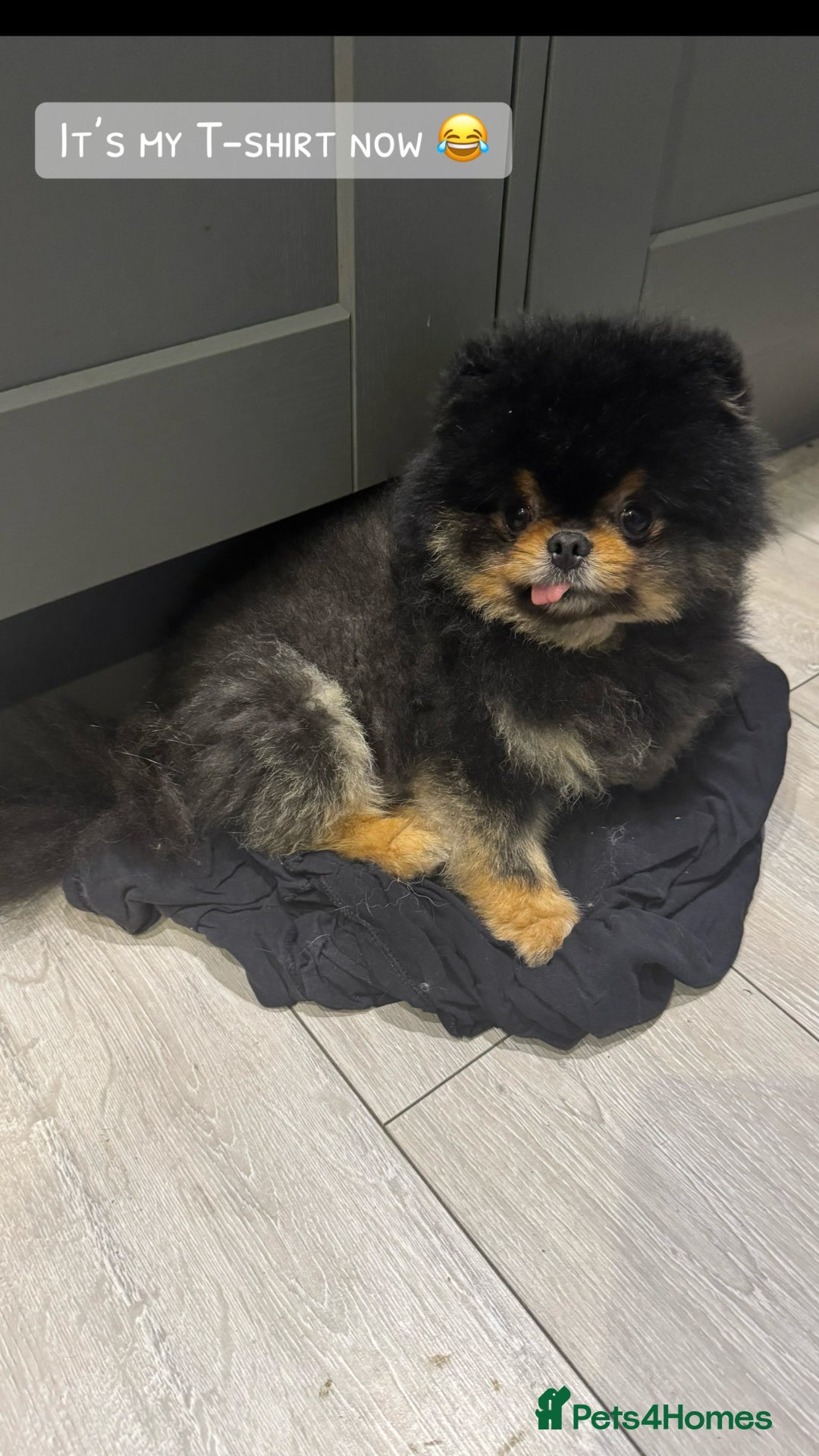 Pomeranian dogs for sale: *MINIATURE UNIQUE RARE tan toy Pomeranian boy 3yr* - Image 2
