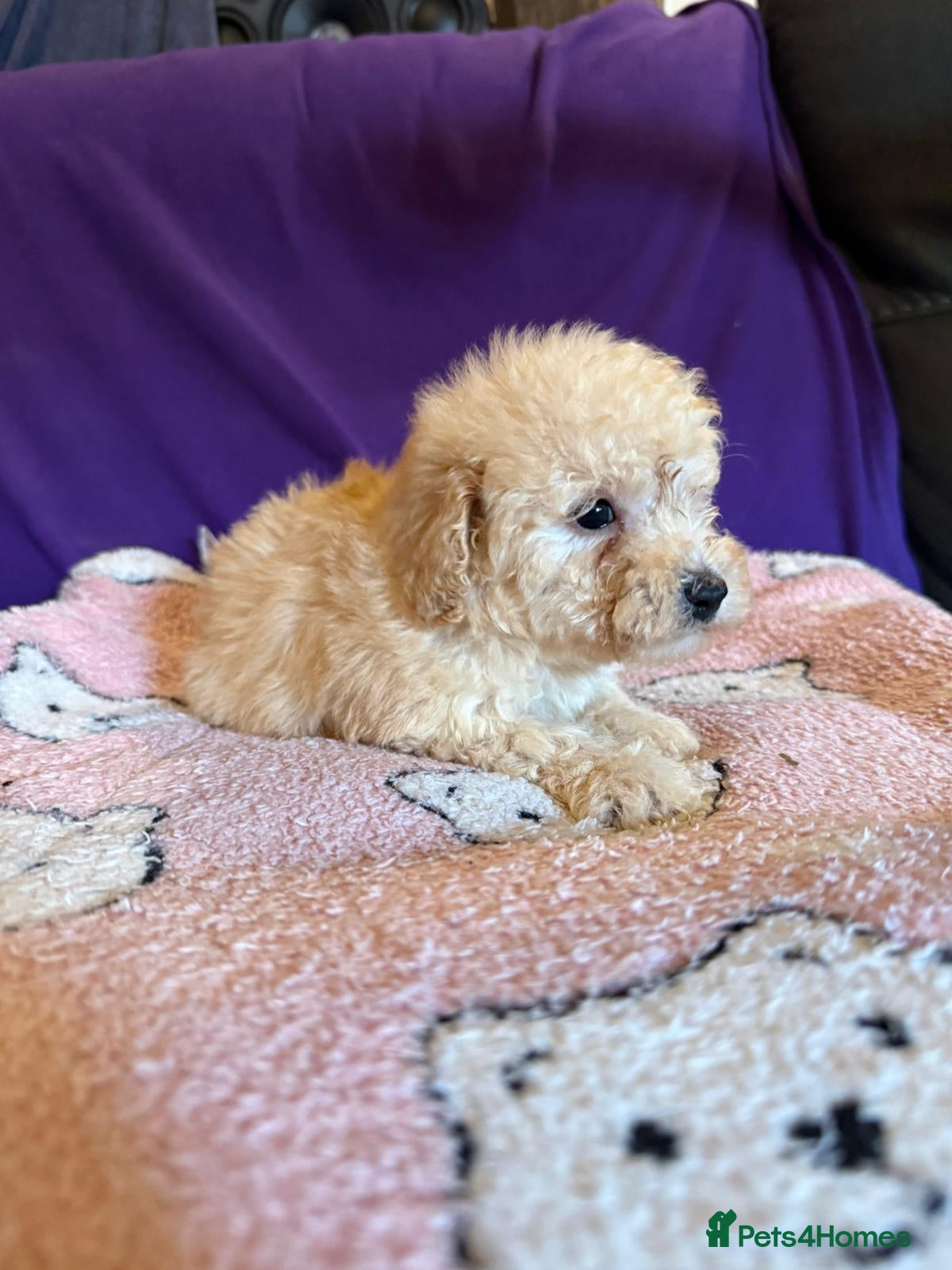 Toy Poodle dogs GORGEOUS Toy Poodles, DNA health tested parents  - Advert 14
