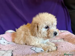 Toy Poodle dogs GORGEOUS Toy Poodles, DNA health tested parents - Advert 14