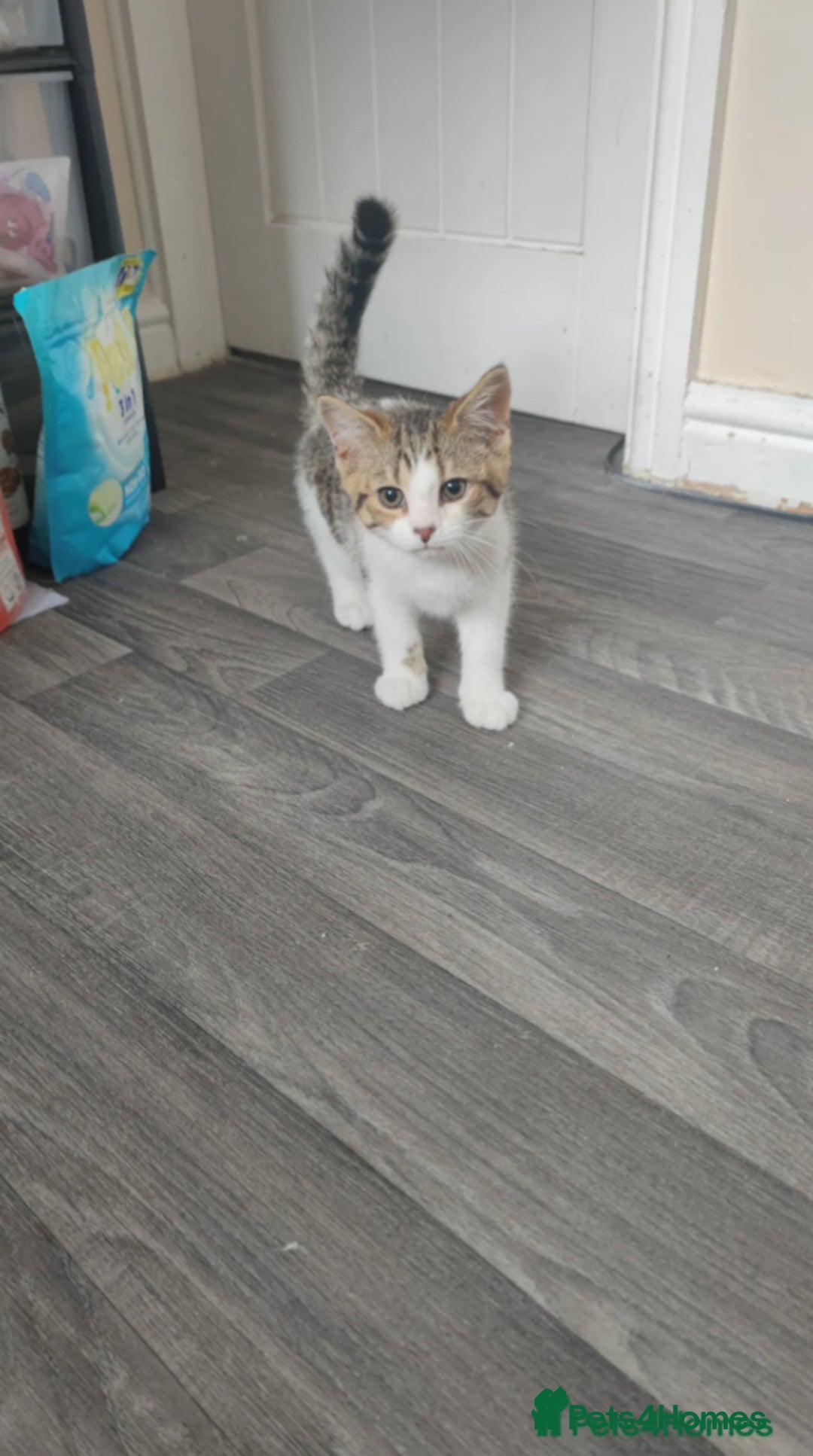 British Shorthair cats for sale: Male British Shorthair - Image 6