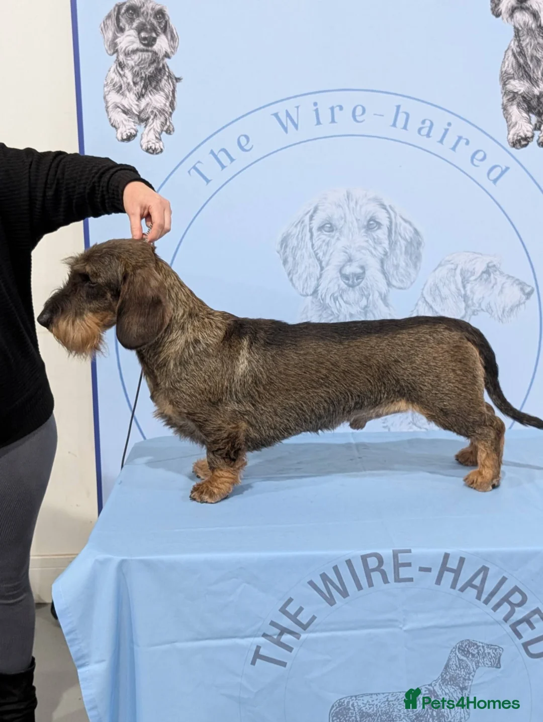 Dachshund dogs for sale: Wirehaired Dachshund KC and health tested. - Advert 2