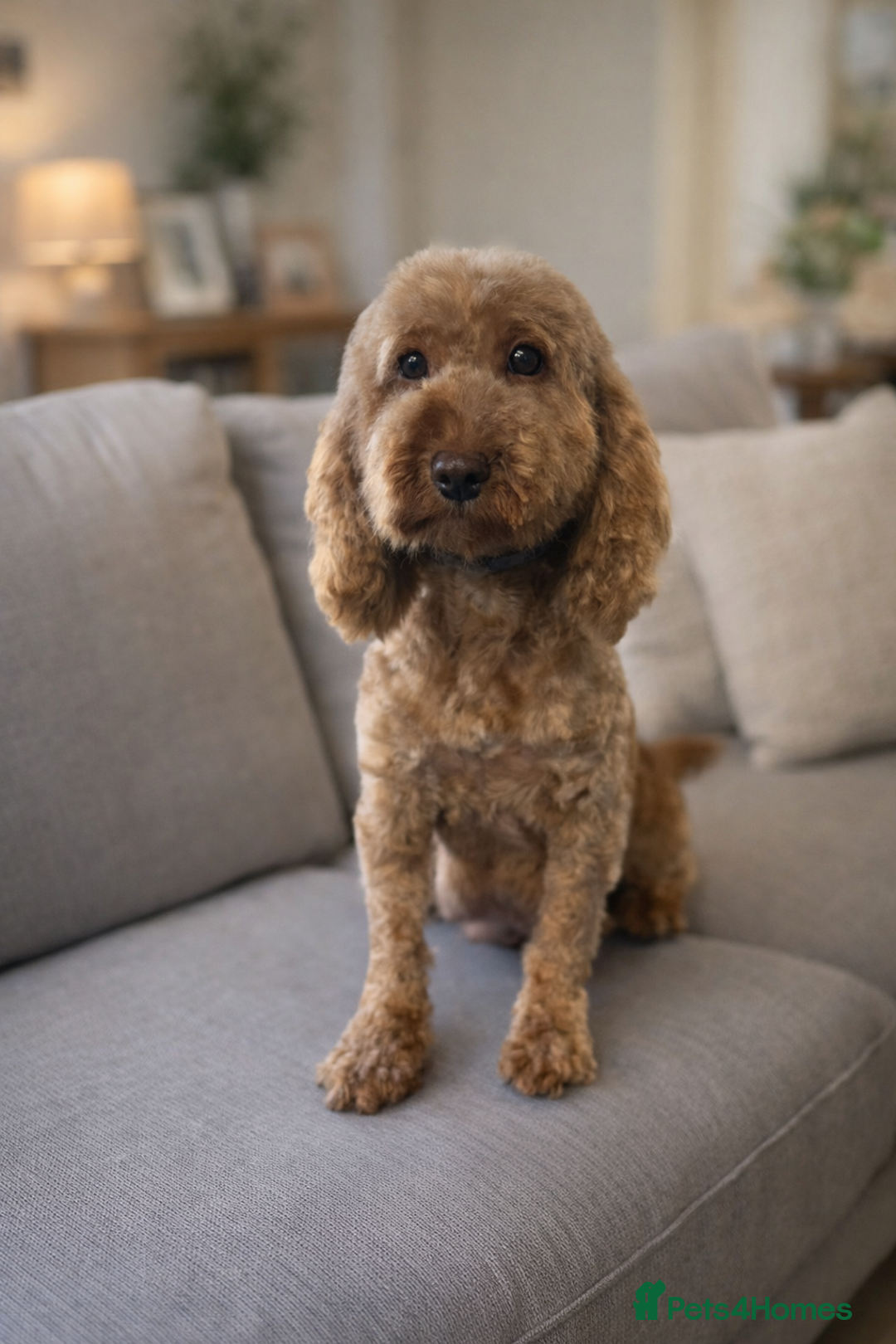 Cockapoo dogs for sale: MINI F1b COCKAPOO Puppies - Advert 11