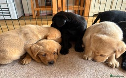Labrador Retriever dogs for sale: Beautiful KC Registered Lab Pups  - Image 9