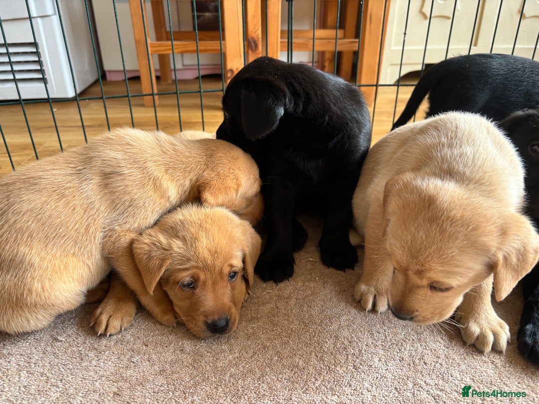 Labrador Retriever dogs for sale: Beautiful KC Registered Lab Pups  - Image 9