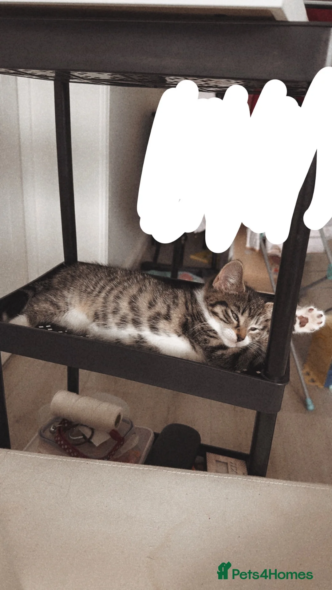 Domestic Shorthair cats for sale: Female Domestic Shorthair cat - Advert 3