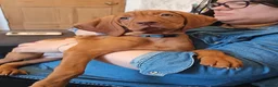 Hungarian Vizsla dogs for sale: * 1 Beautiful Girl Ready For Her New Home * * - Advert 16