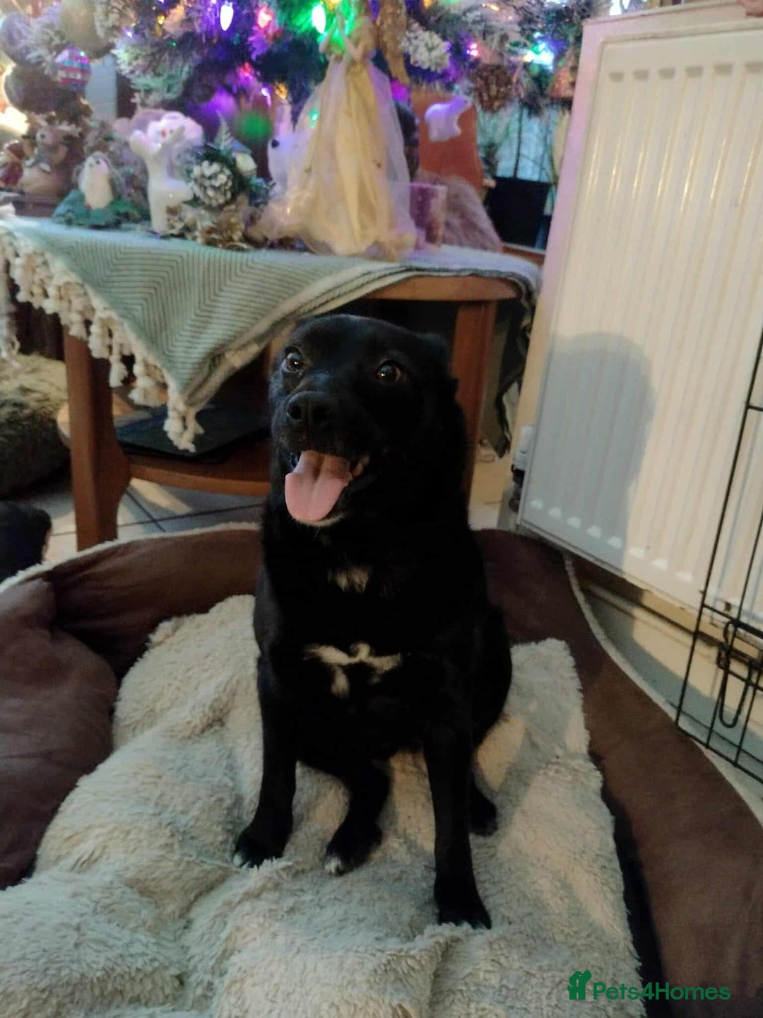 Mixed Breed dogs for adoption: Spirit for adoption - Advert 9