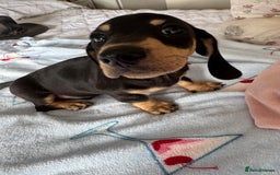 Dachshund dogs for sale: dachshund puppies - Image 3