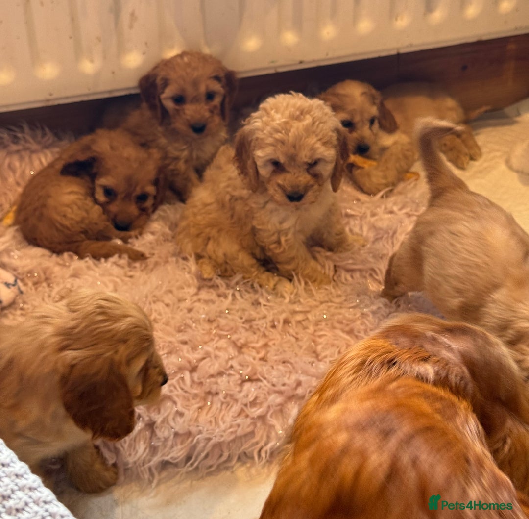 Cockapoo dogs for sale: MINIATURE COCKAPOO PUPPIES RUBYS & GOLDEN  - Image 4