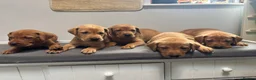 Labrador Retriever dogs for sale: 10 adorable fox red Labrador puppies  - Advert 26