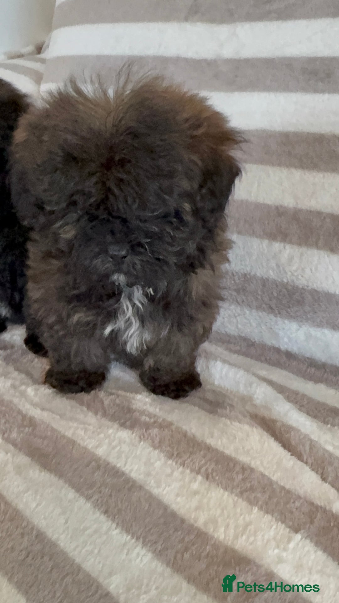 Shihpoo dogs for sale: Shih Tzu X poodle X Shihpoo - Image 3