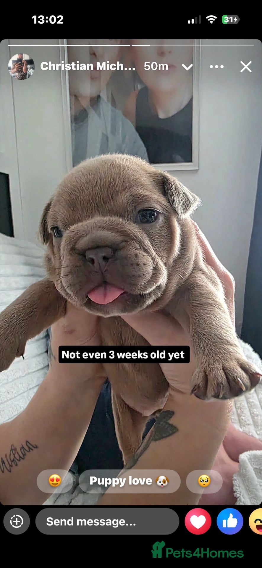 Mixed Breed dogs French cross British bulldog puppies  - Advert 7
