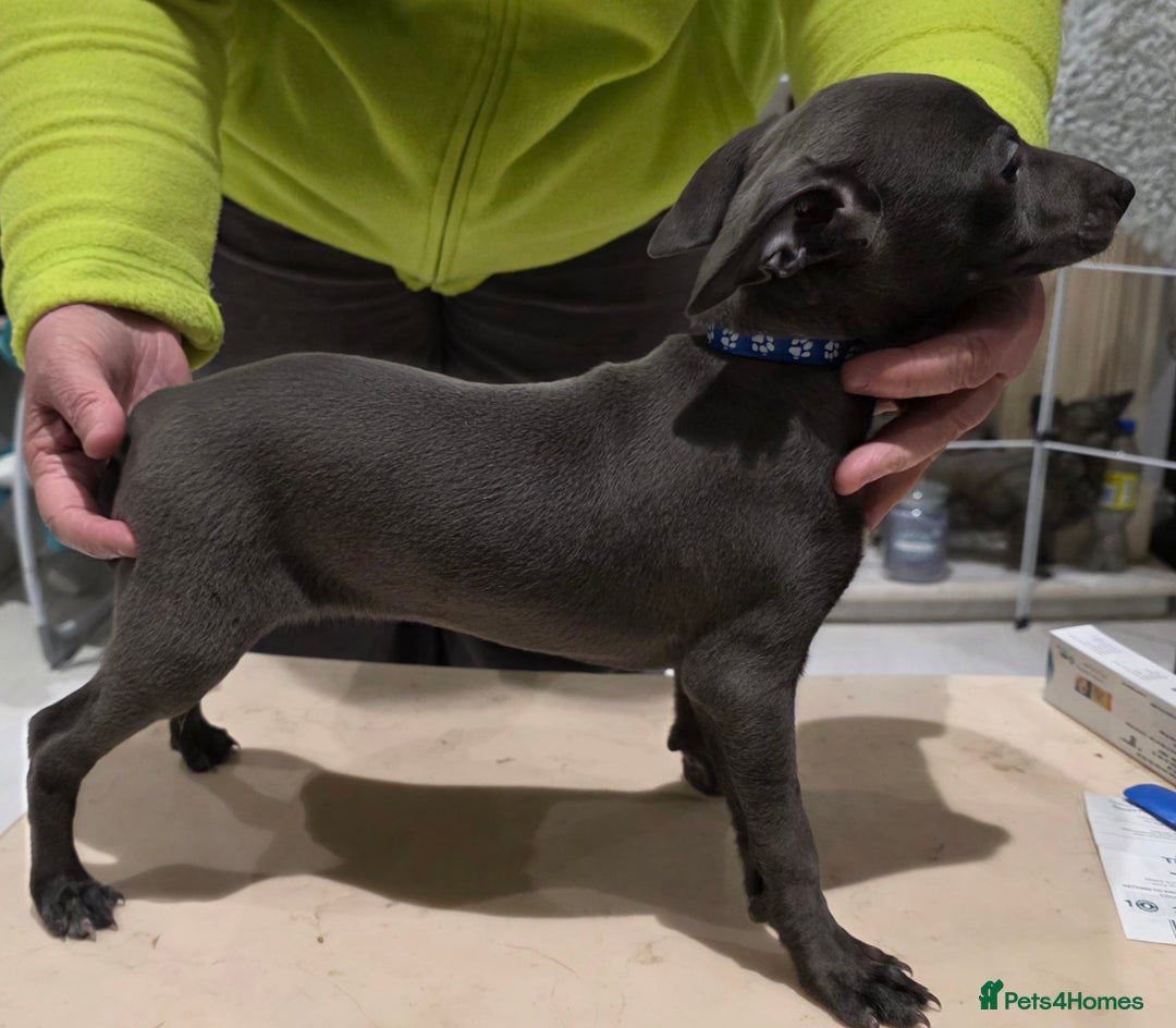 Italian Greyhound dogs for sale: KC reg quality blue boys looking for living homes - Advert 3