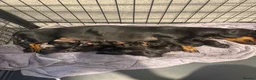 Dachshund dogs for sale: Black tan Dachshunds  - Advert 20
