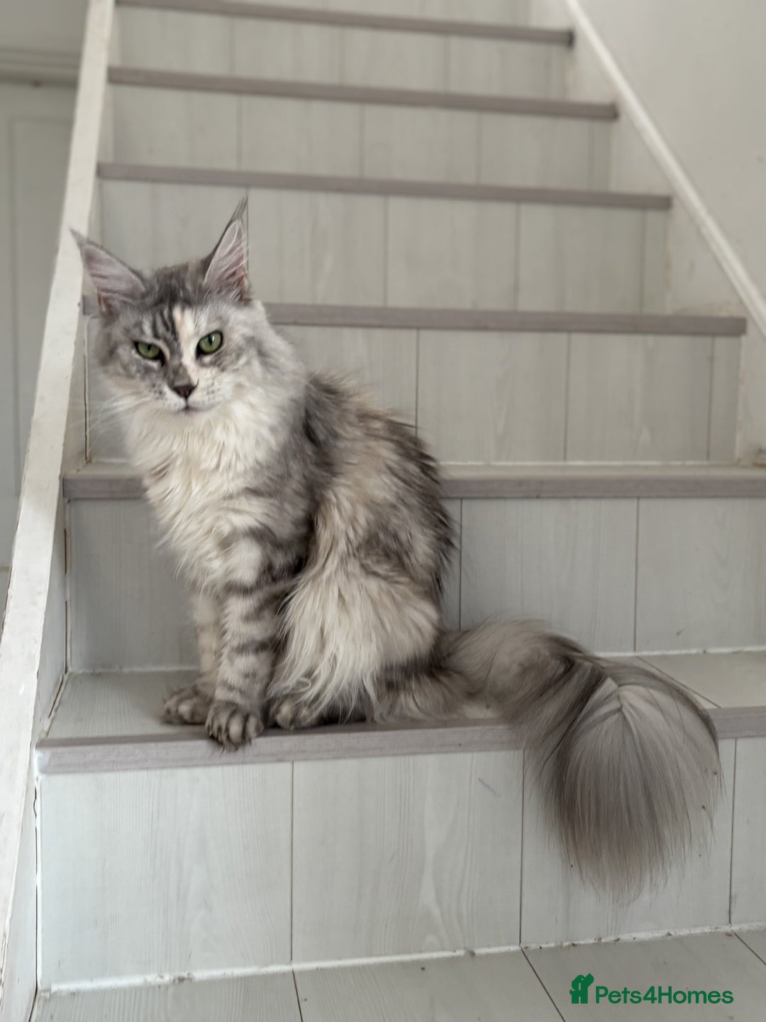 Maine Coon cats for sale: Maine Coon Green Eye girl 3 years old  - Image 5