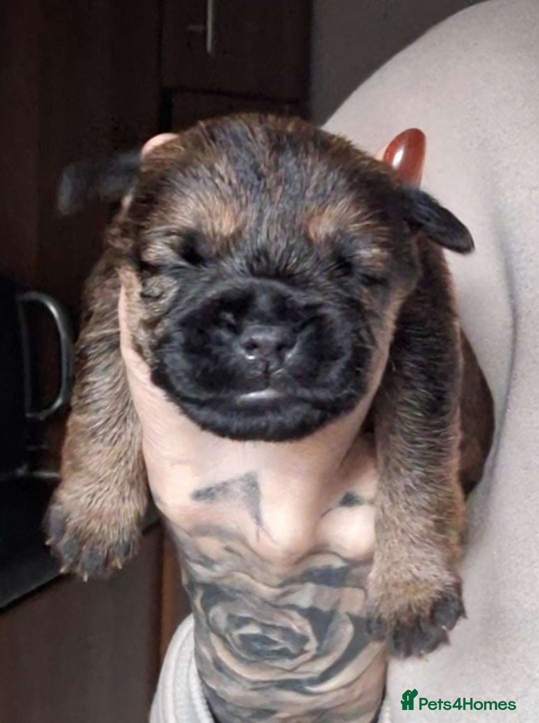 Border Terrier dogs for sale: Border Terrier Puppies - Advert 8