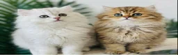 Persian cats for stud: ⭐️PERSIAN CHINCHILLA PEDIGREE PKD/FELV CLEAR STUD - Advert 7