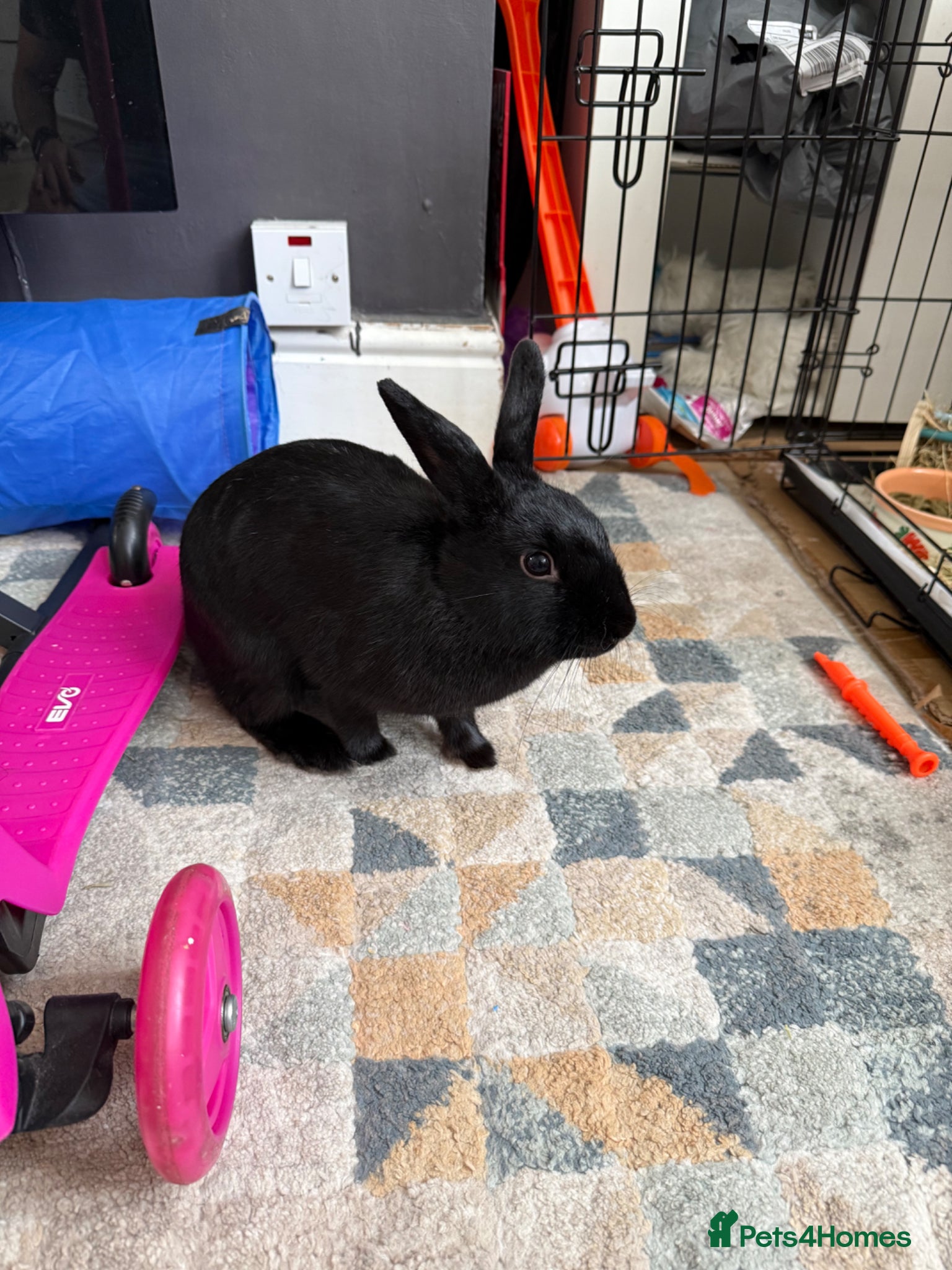 Mixed Breed rabbits for sale: Lionhead and Miniloop  in Saint Helens - Advert 4