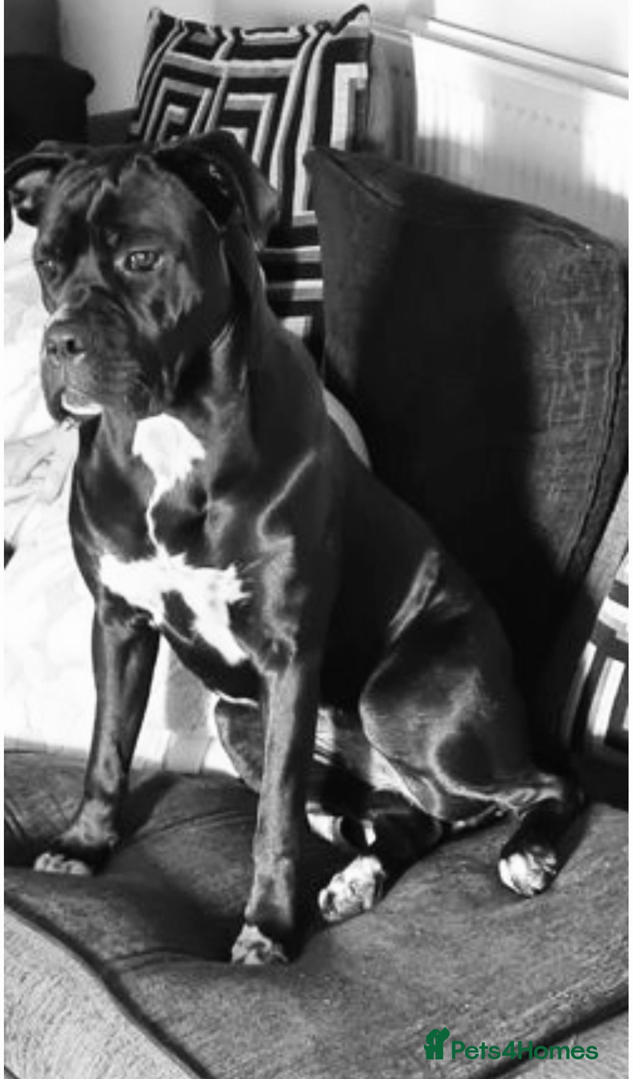 Cane Corso dogs 2 girl cane corso pups - Advert 2