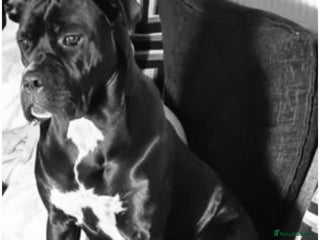 Cane Corso dogs 2 girl cane corso pups - Advert 5
