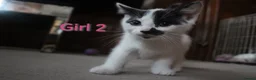 Mixed Breed cats for sale: 💛 kittens 💛 - Advert 8