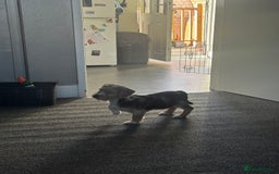 Mixed Breed dogs for sale: Bruno yorkie cross sausage dog  - Image 3