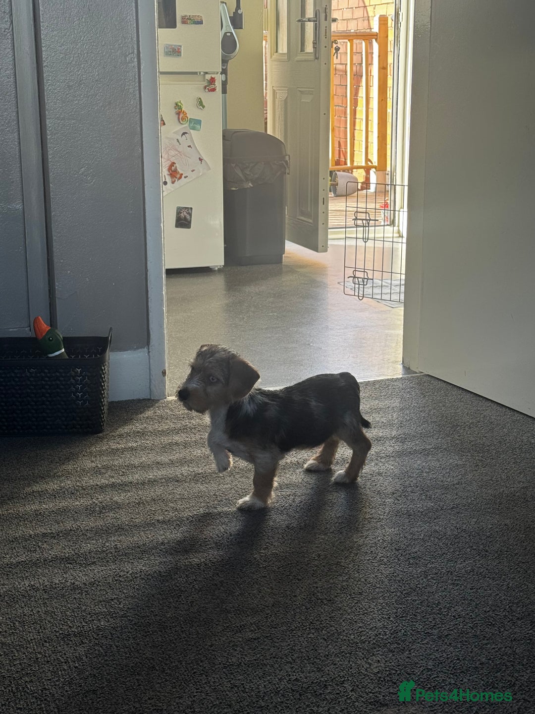 Mixed Breed dogs for sale: Bruno yorkie cross sausage dog  - Image 3